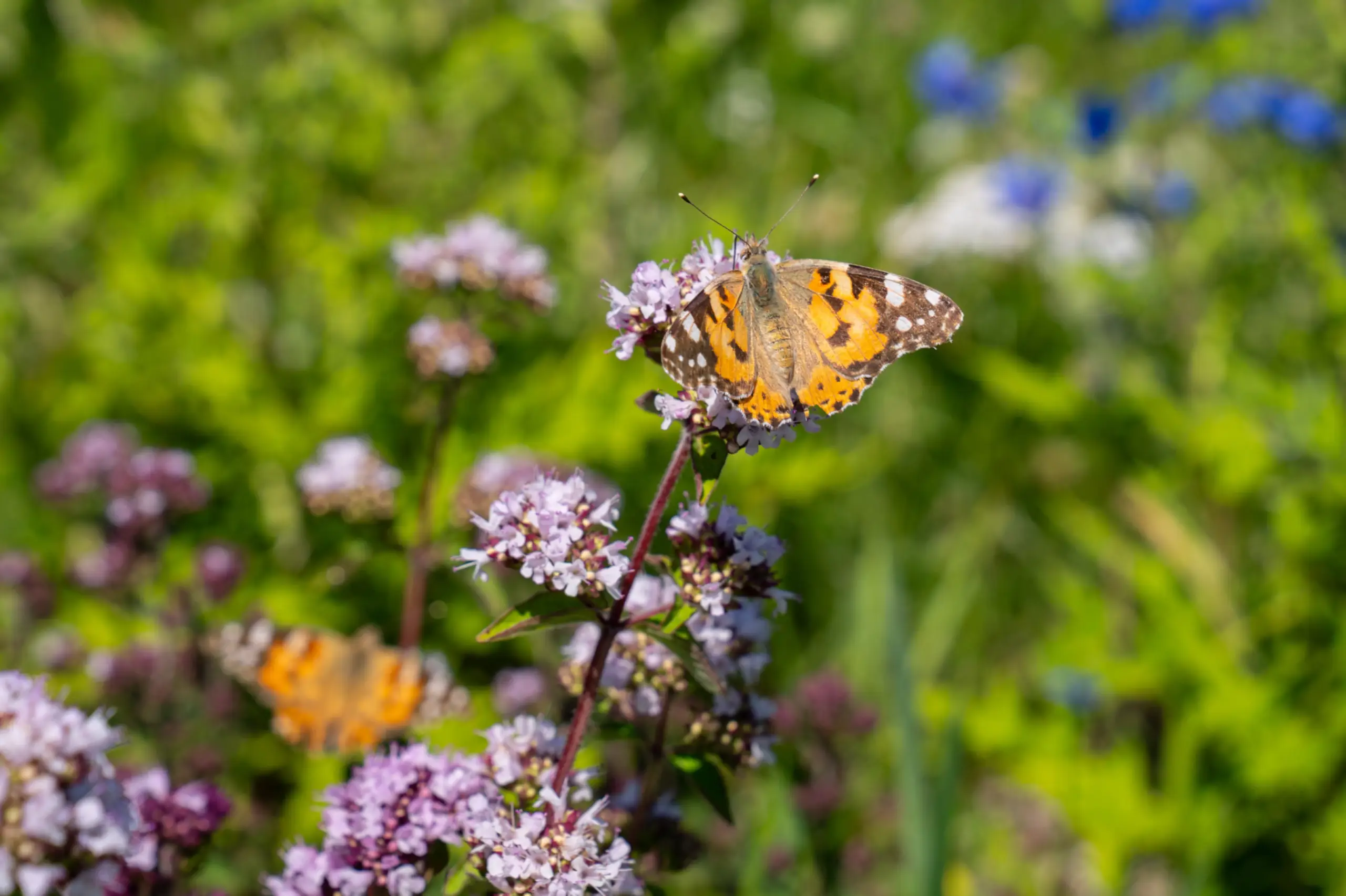 Bloemenveld Bloemrijk Texel juni 2026