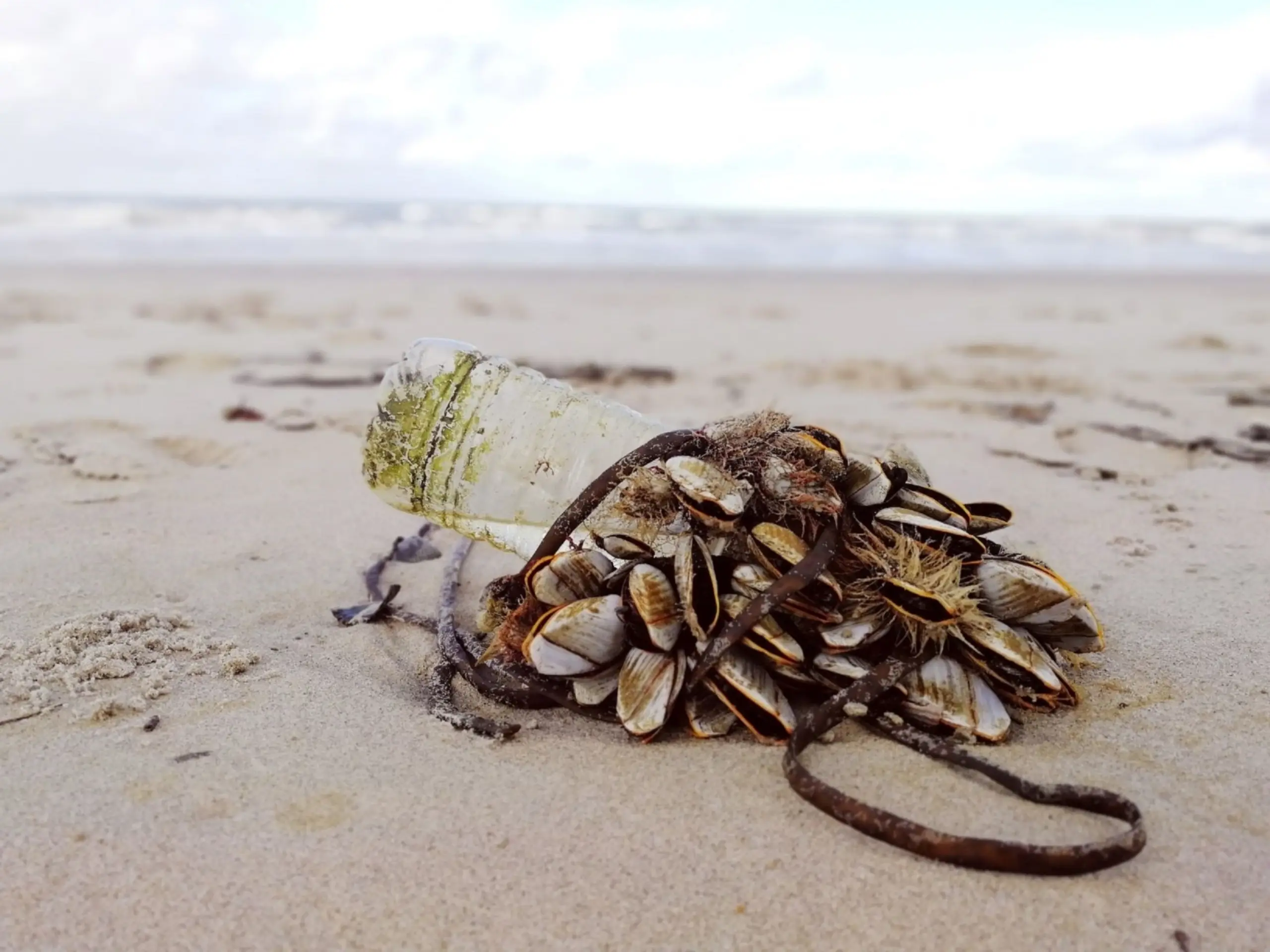 Schelpjes om plastic op het strand