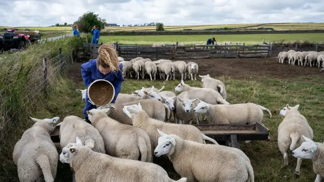 Schapenboer