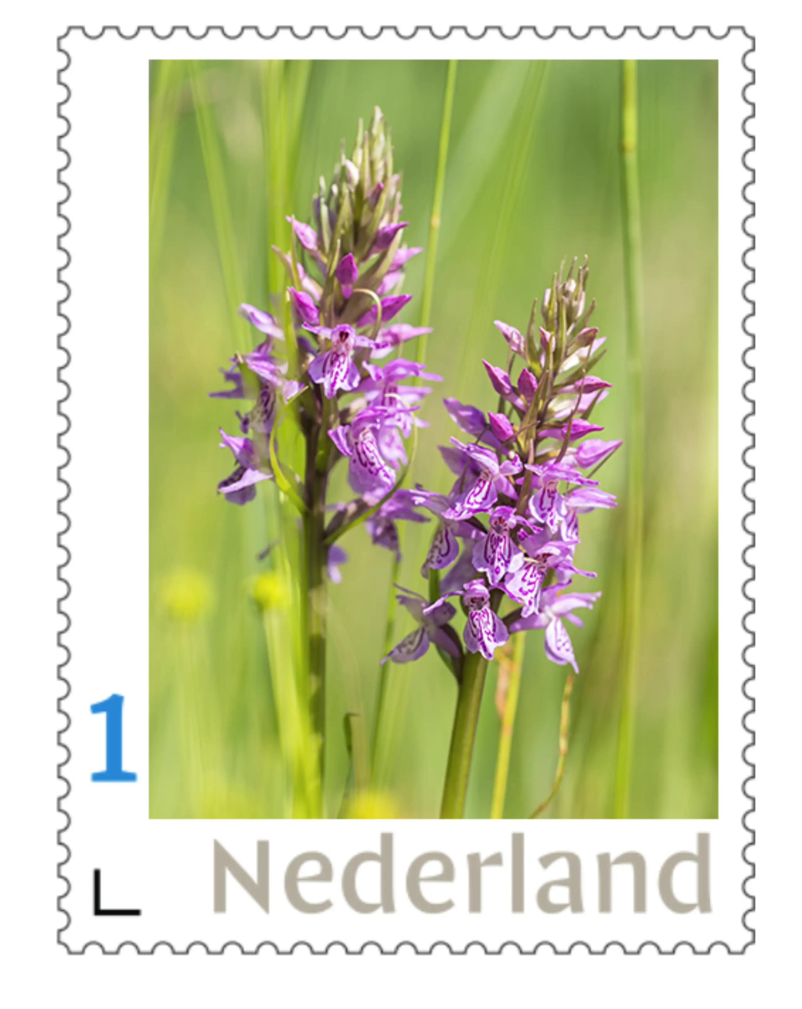 2 Orchidee