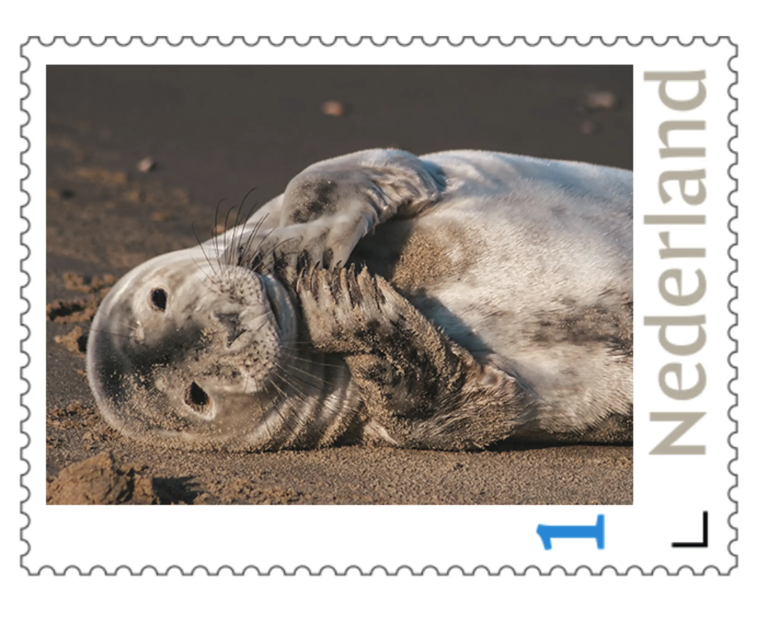 3 Zeehond