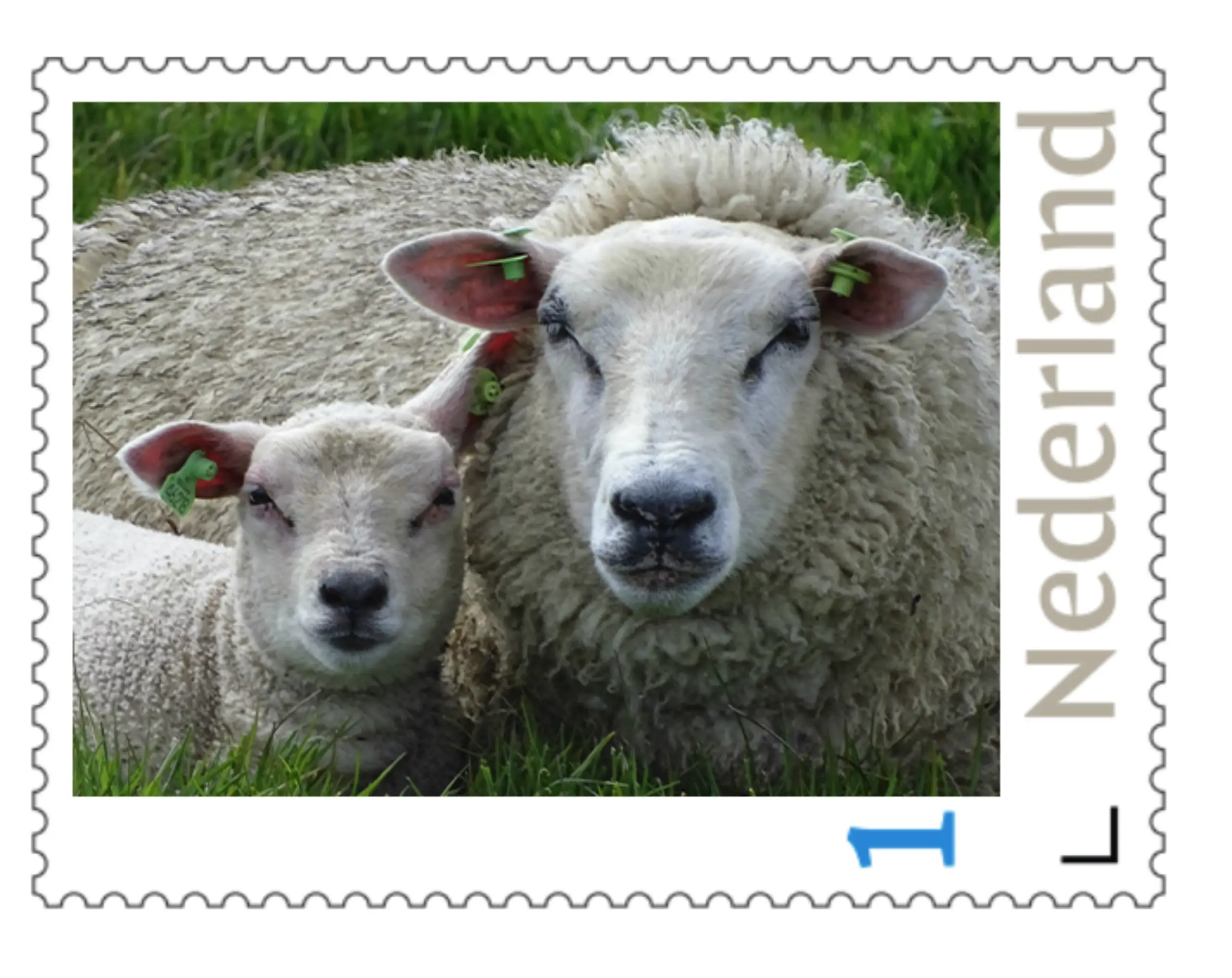 4 Schapen