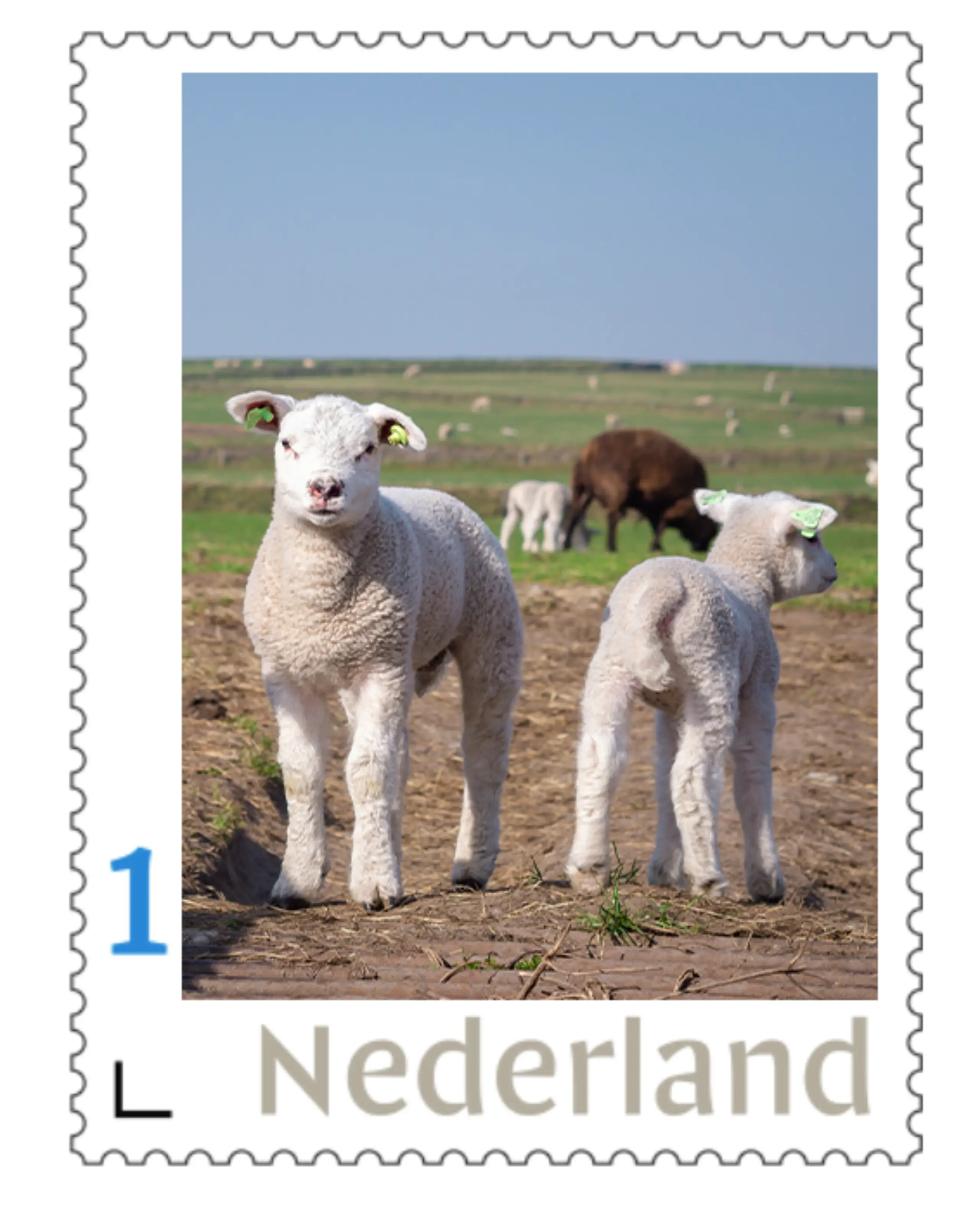 7 Lammetjes