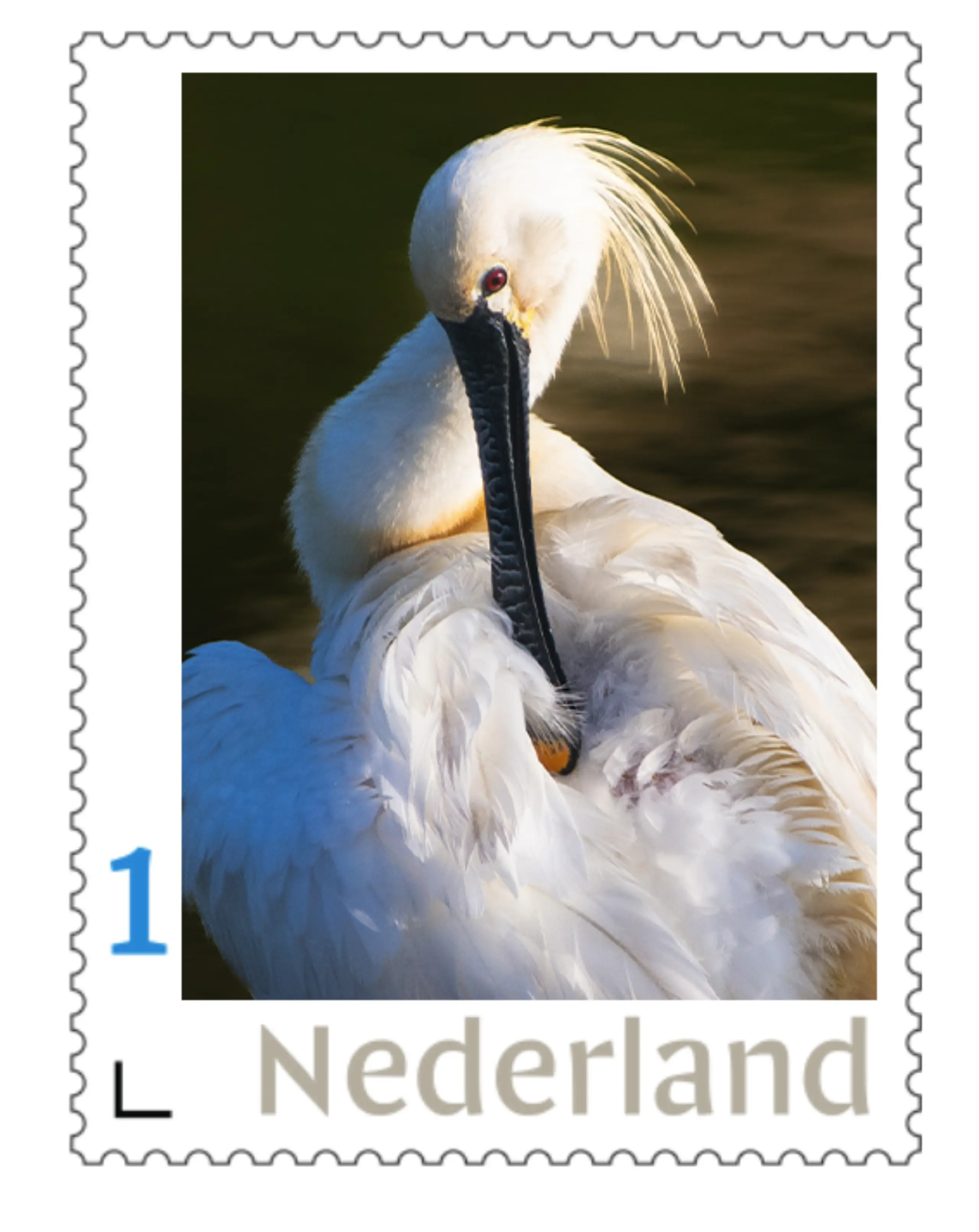 9 Lepelaar