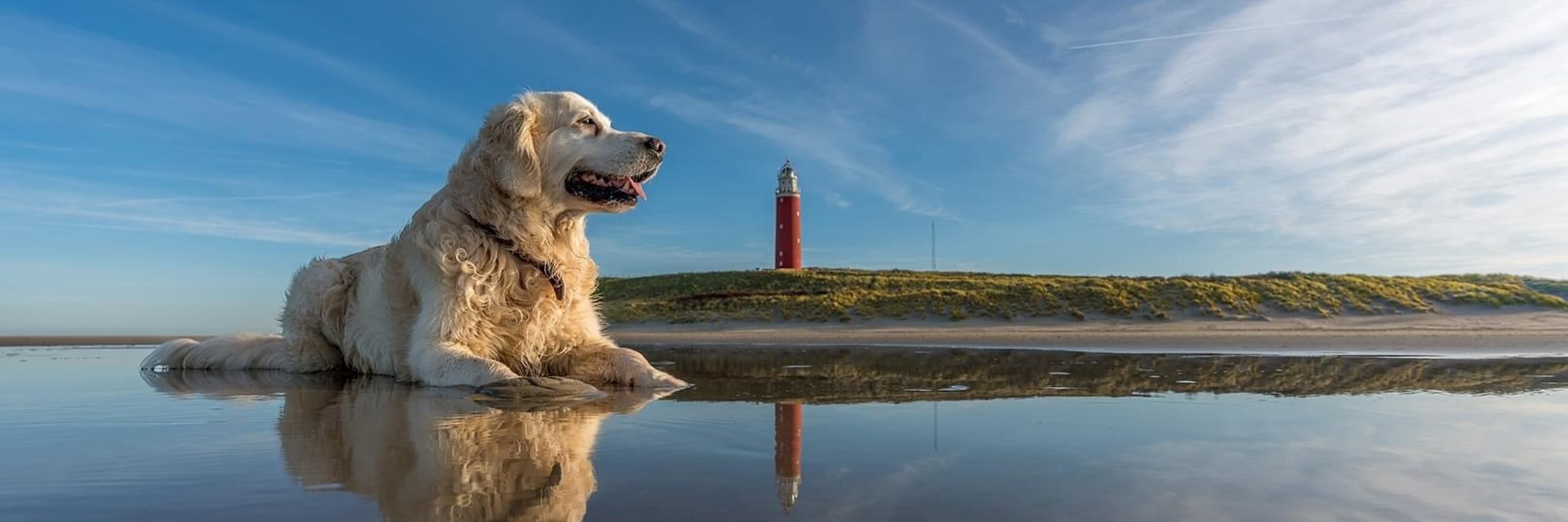 Winnaar fotowedstrijd hond