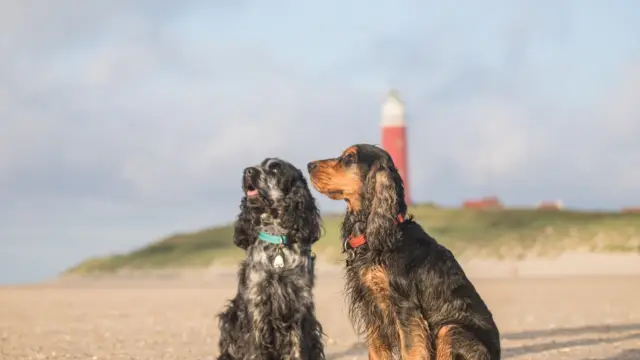 Fotowedstrijd hond NL - jose hoekstra