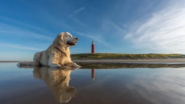 Winnaar fotowedstrijd hond