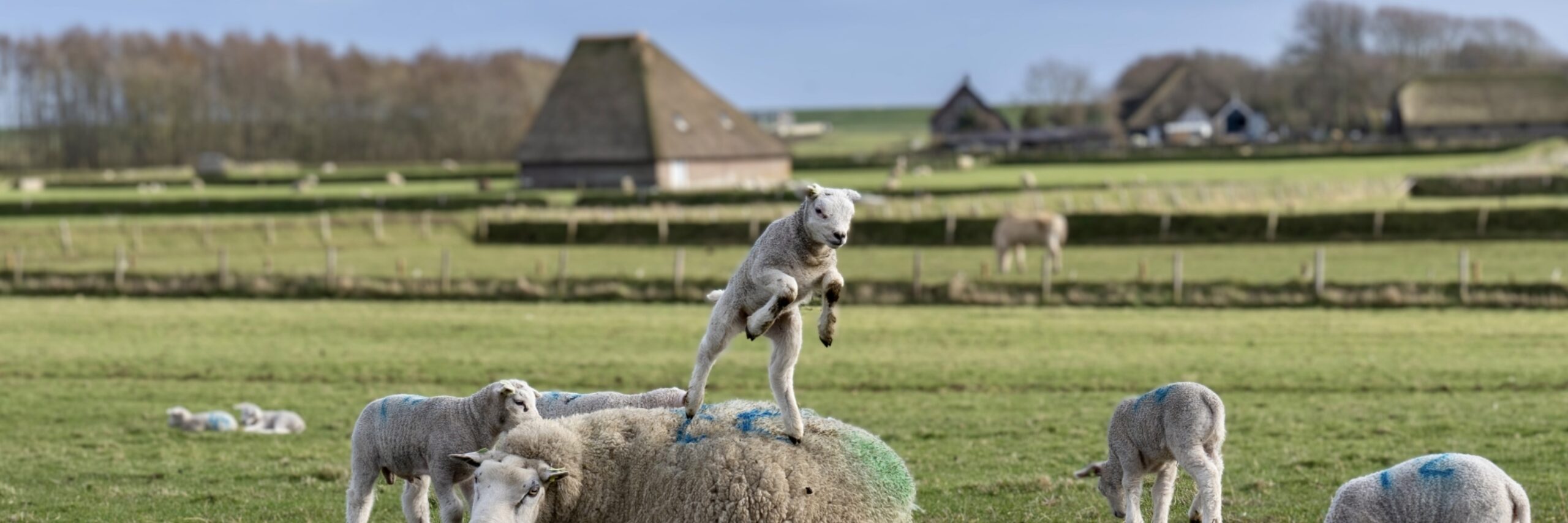 Winnaar eerste prijs: lammetjes op de Hoge Berg