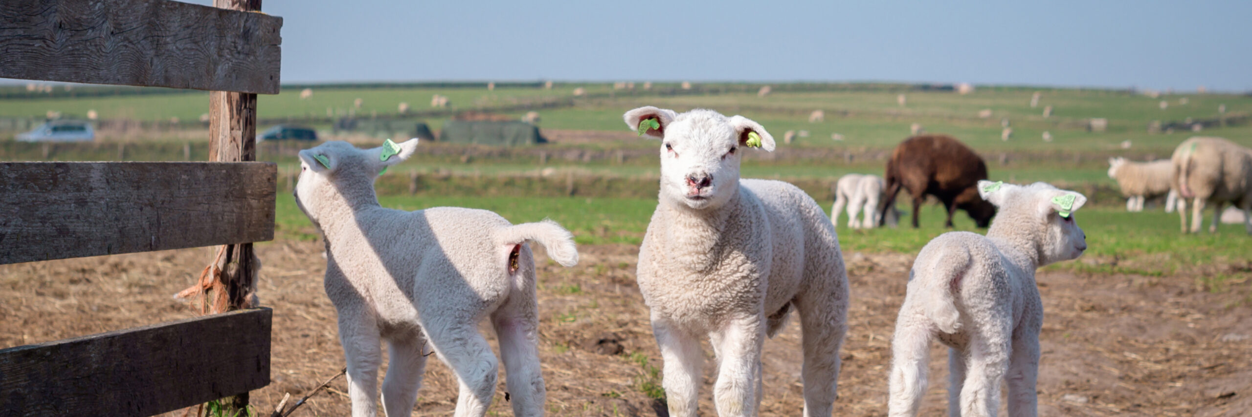 Lammetjes op de Hoge Berg, Lammetjesroute