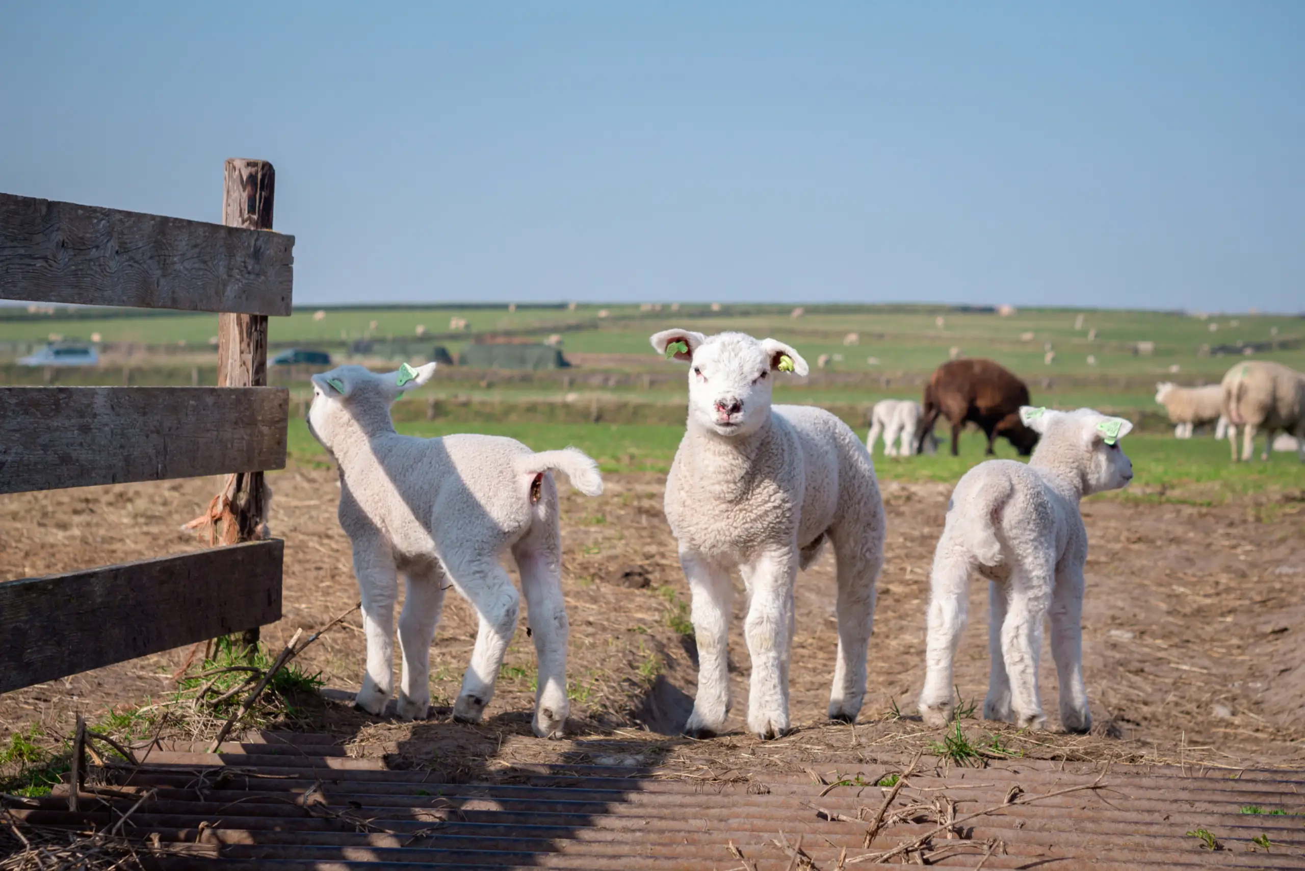 Lammetjes op de Hoge Berg, Lammetjesroute