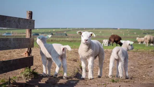 Lammetjes op de Hoge Berg, Lammetjesroute