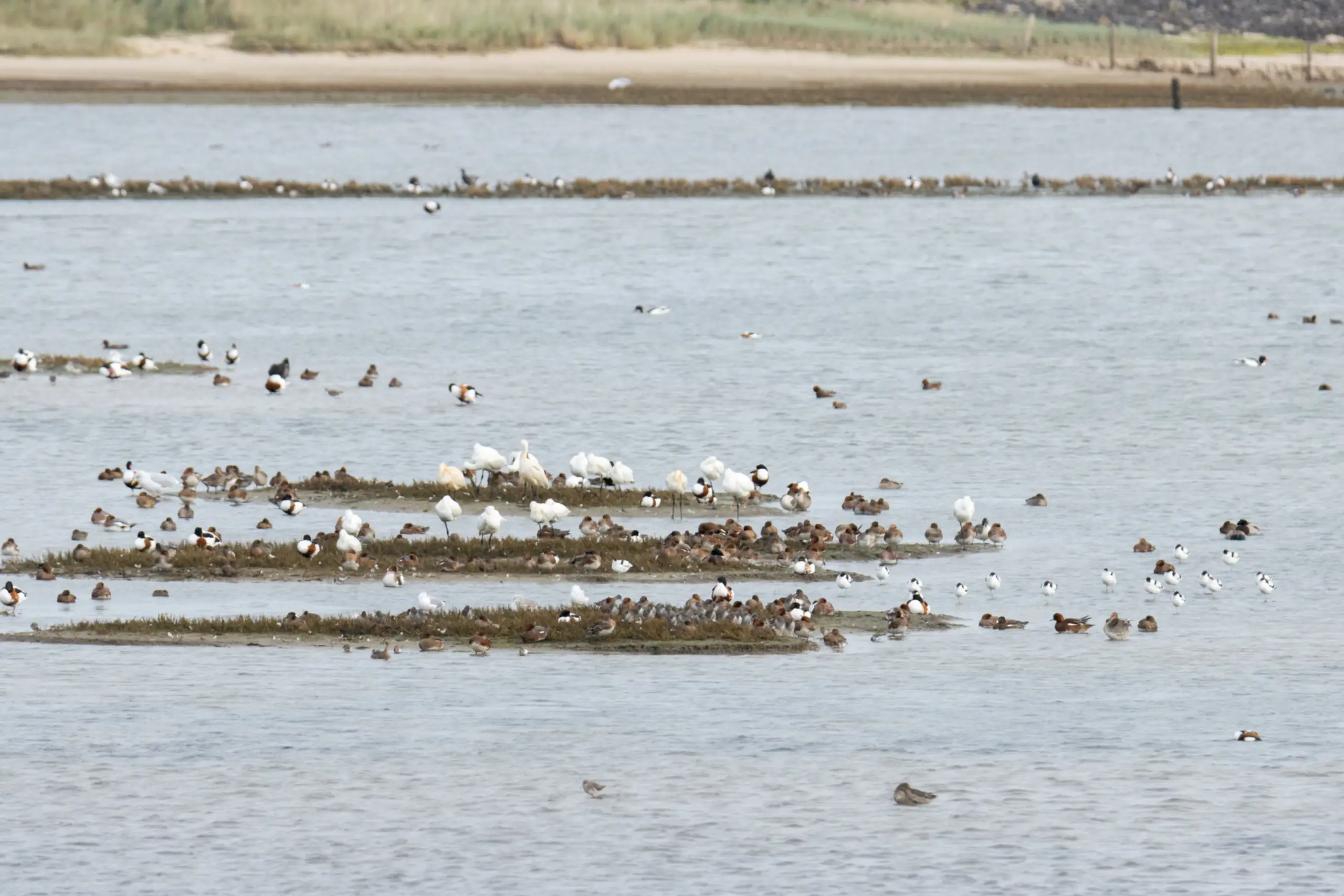 Vogels in De Mokbaai