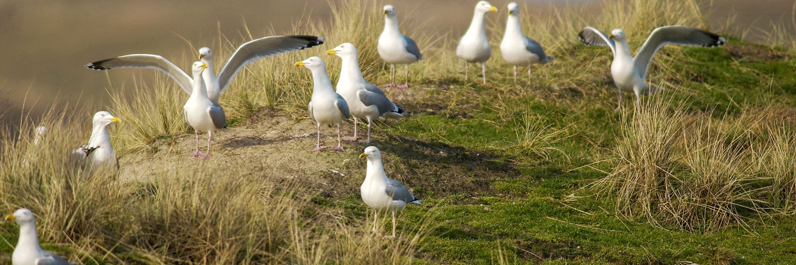Strandvlaktes en duinvalleien