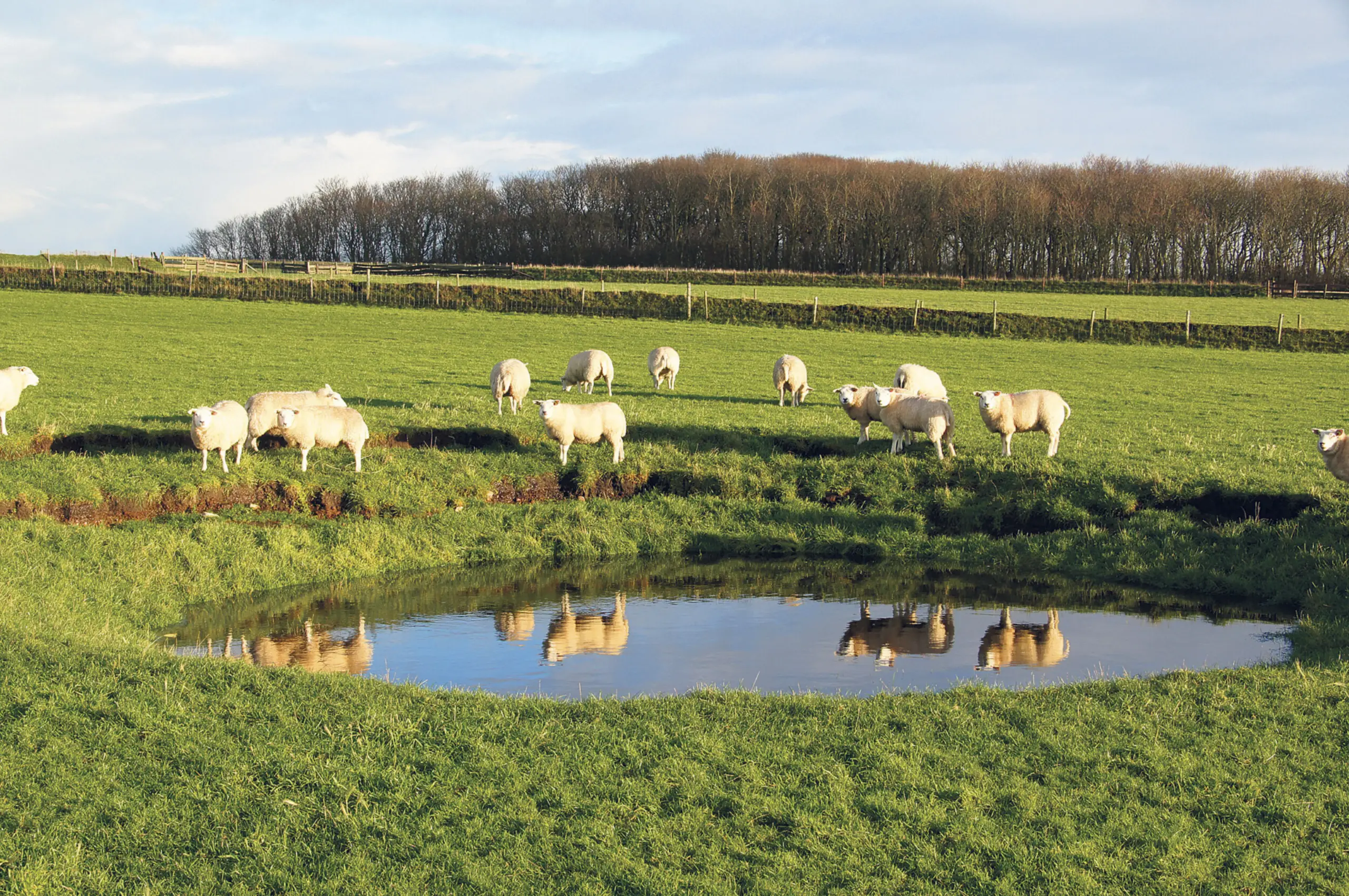Schapen bij een kolk