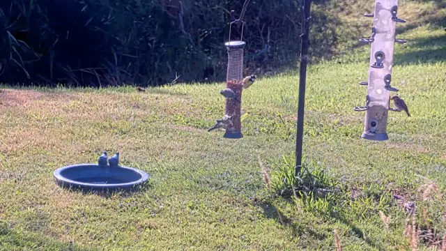 Webcam vogels kijken texel