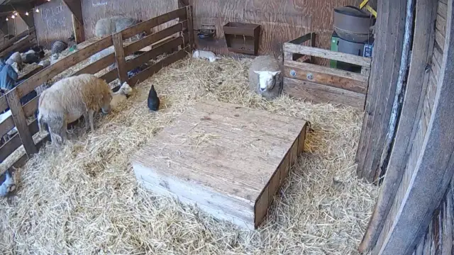 Webcam lammetjes