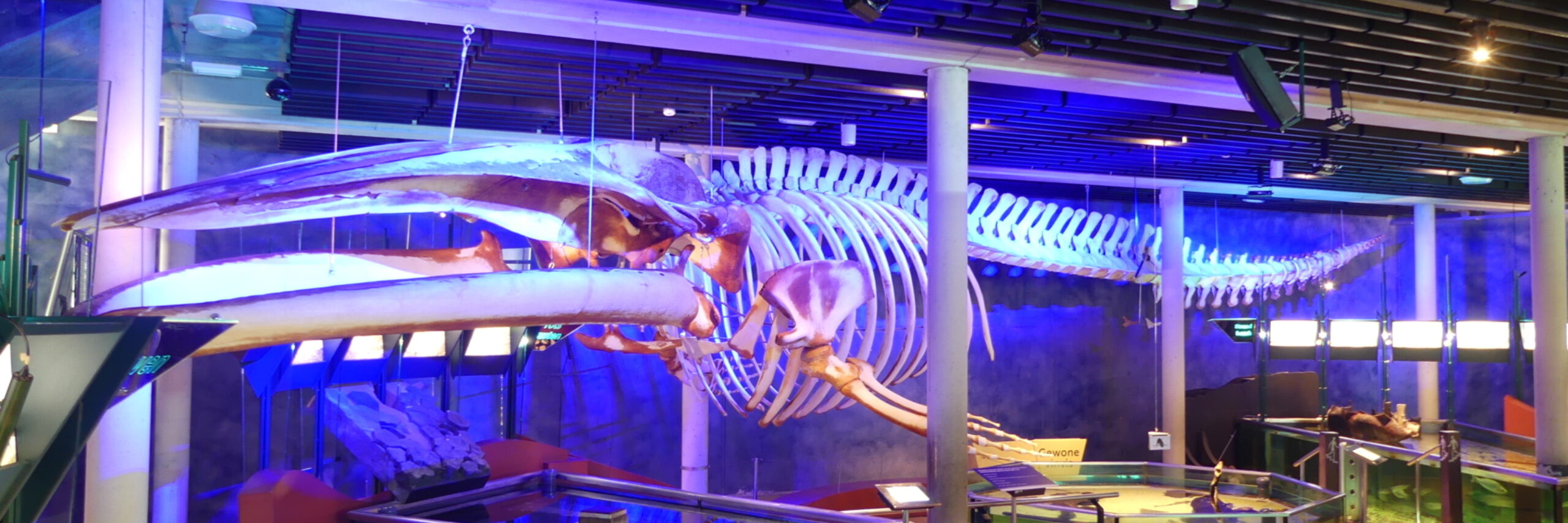 24 m langes Finnwalskelett im Meeresaquarium des Ecomare Foto Ecomare