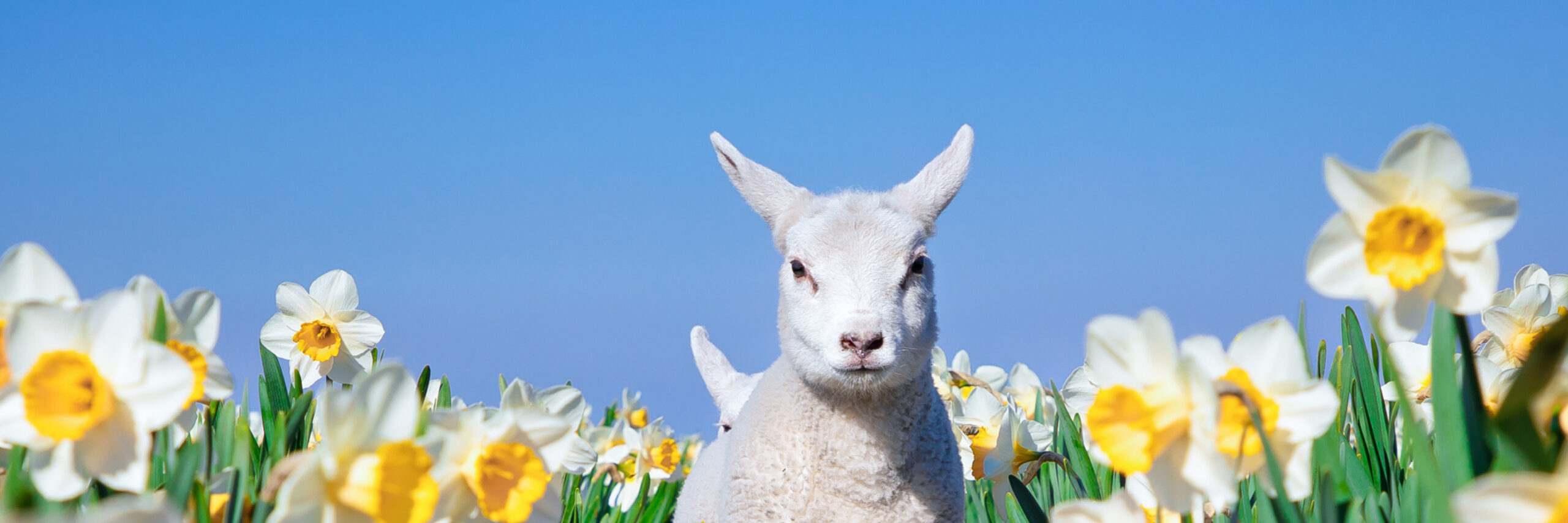 Lammetje en narcissen