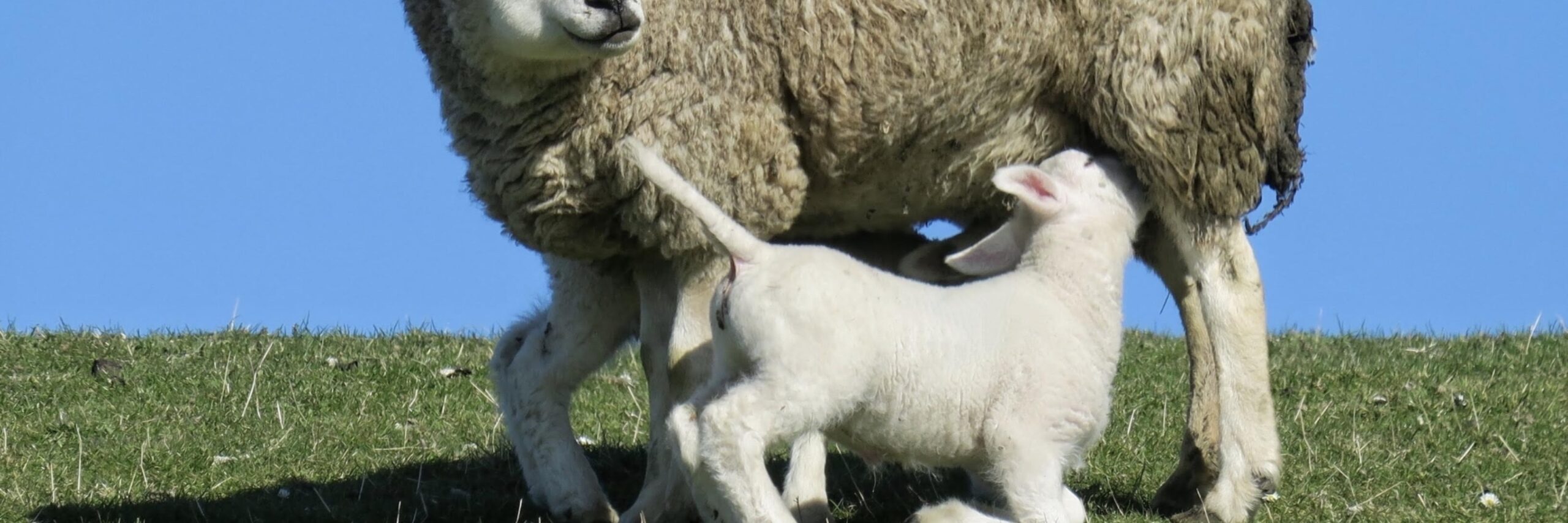 Lammetje met moeder Elly van de Wouw