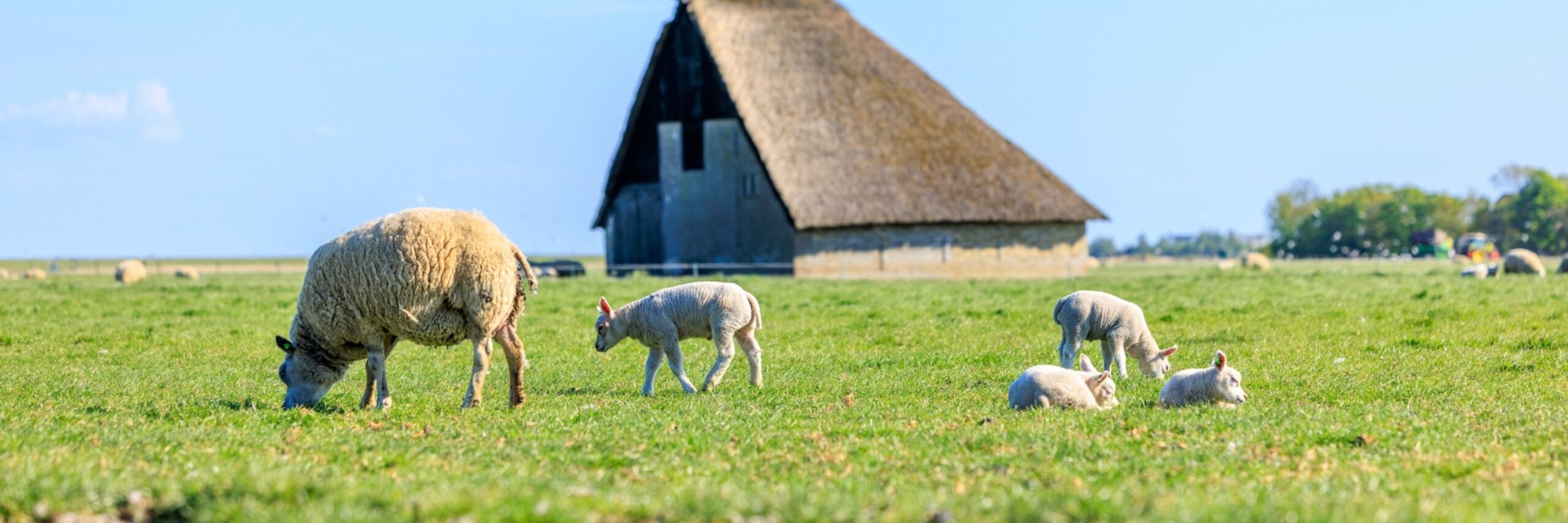 Lammetjes 20250509 irisborst voorjaar 265 kopie