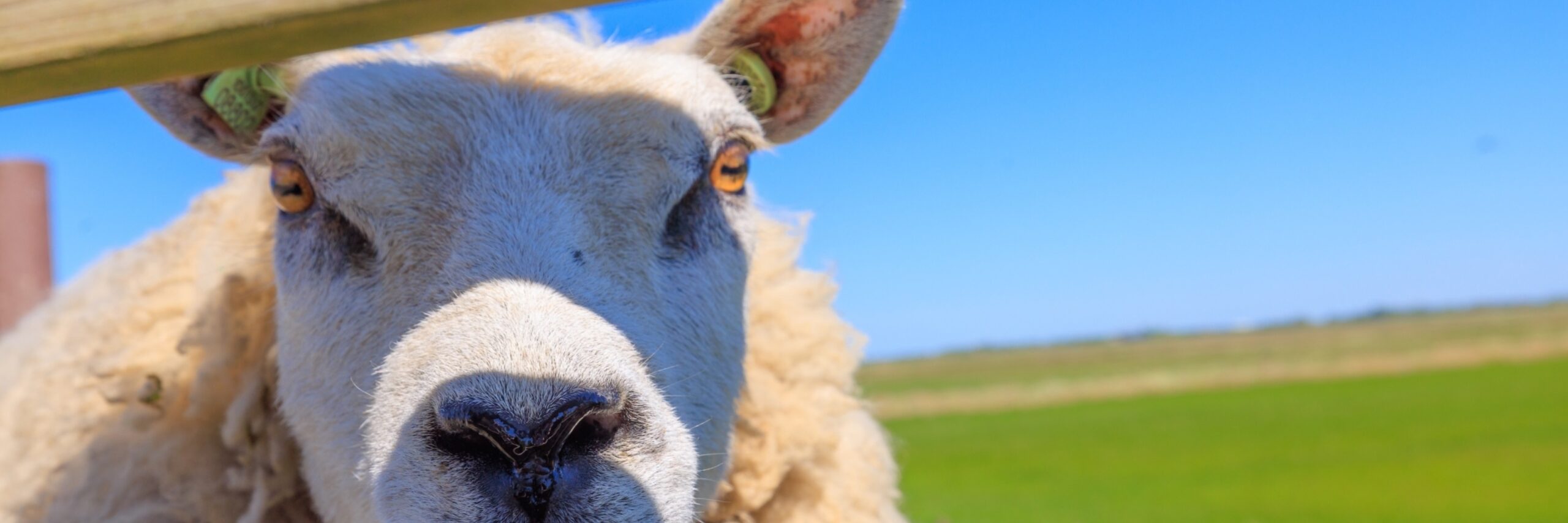 Schapen 20250509 irisborst voorjaar 017 kopie
