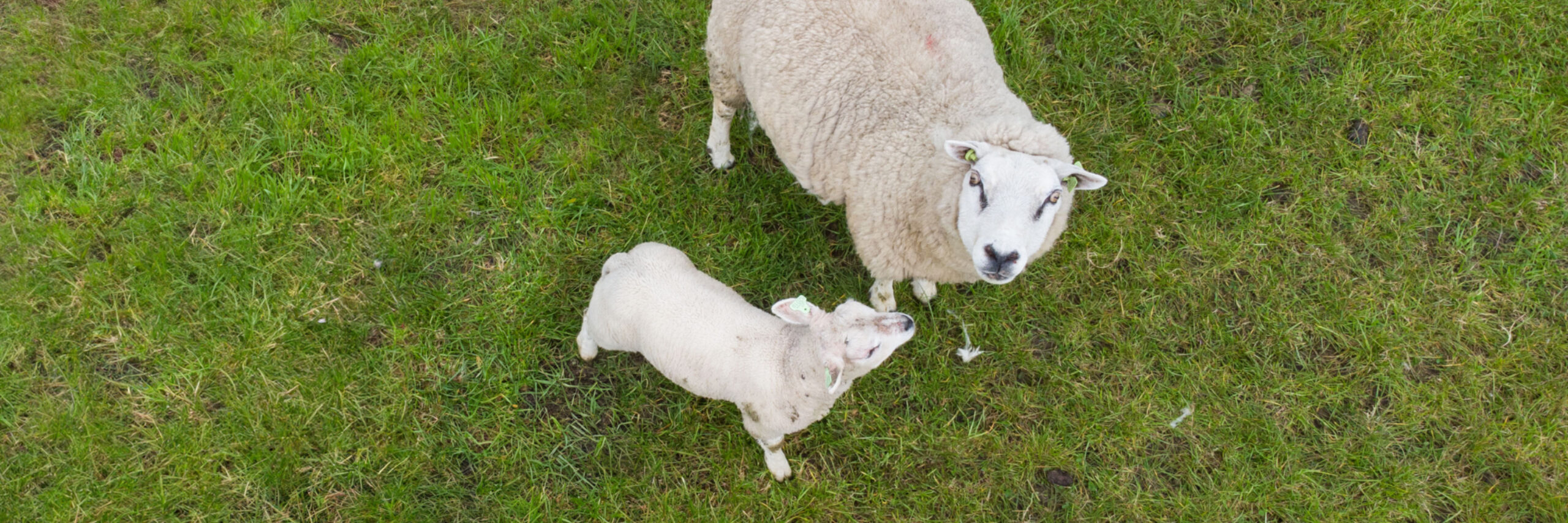 Schapen