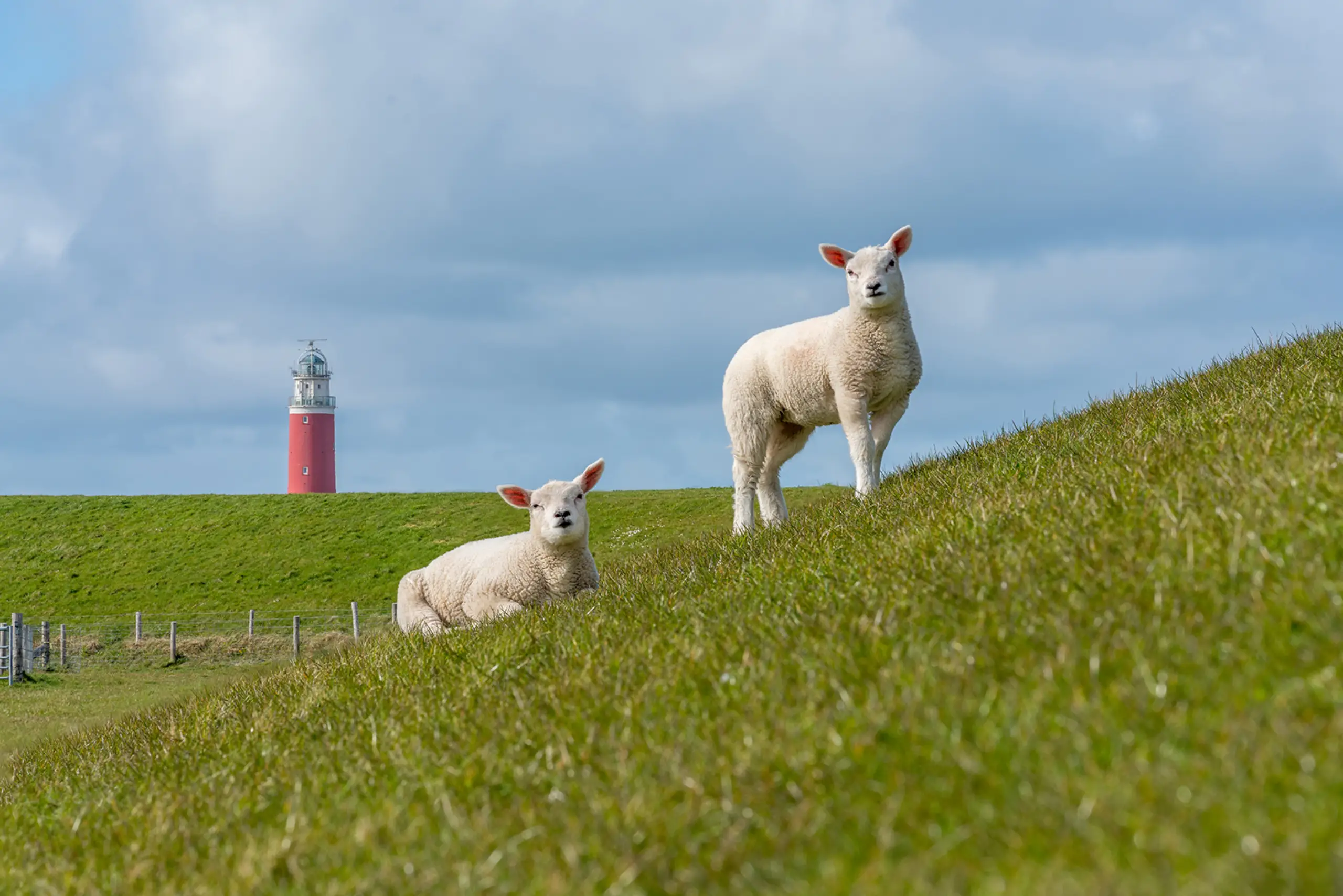 Lammetjes bij vuurtoren