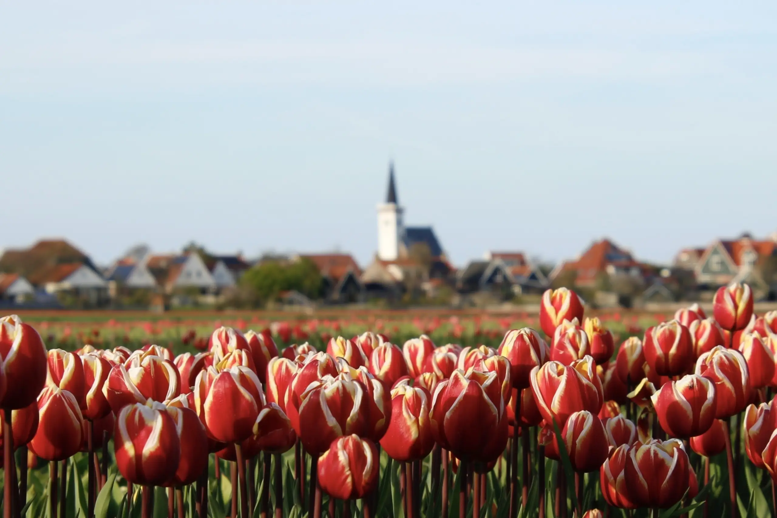 Tulpen