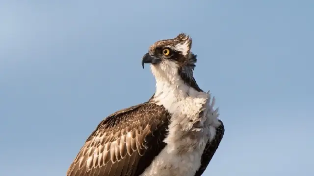 Visarend