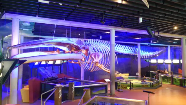 24 m langes Finnwalskelett im Meeresaquarium des Ecomare Foto Ecomare