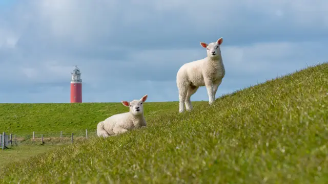 Lammetjes bij vuurtoren