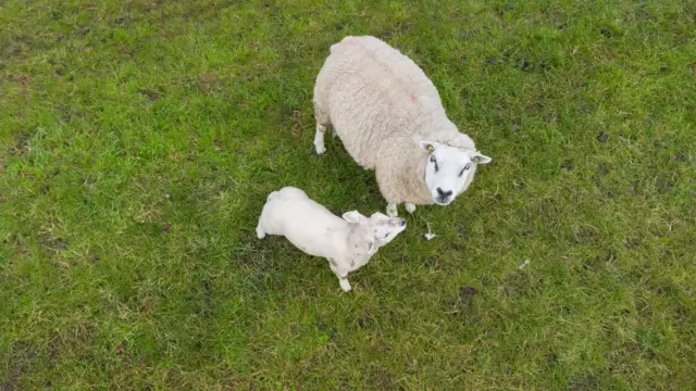 Schapen