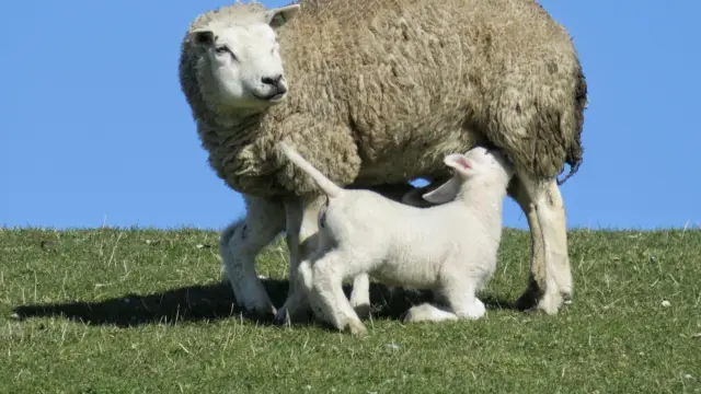 Lammetje met moeder Elly van de Wouw