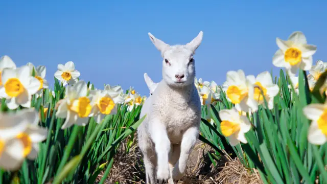 Lammetje en narcissen
