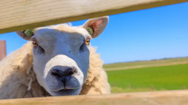 Schapen 20250509 irisborst voorjaar 017 kopie