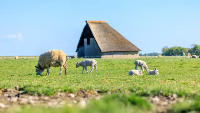 Lammetjes 20250509 irisborst voorjaar 265 kopie