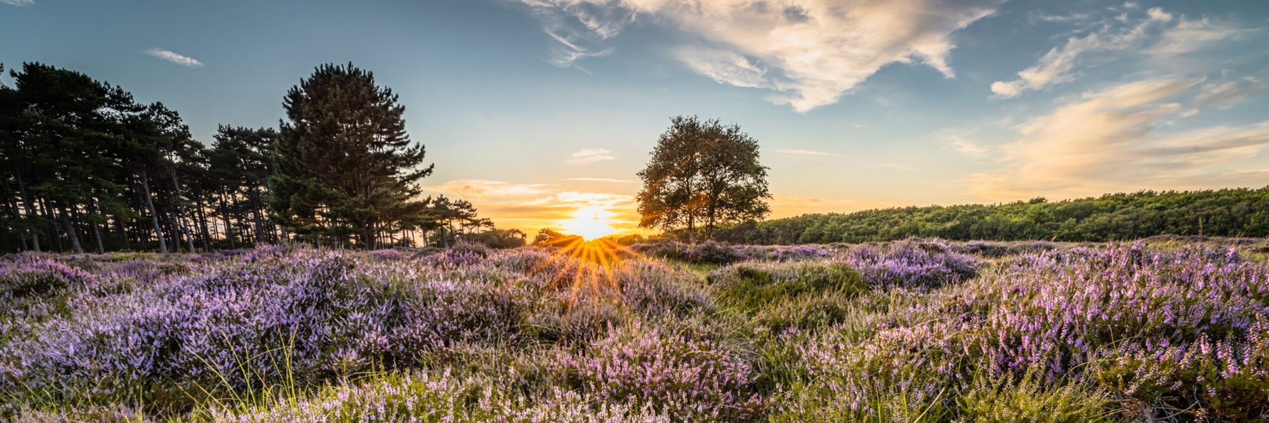 Heide bij zonsondergang