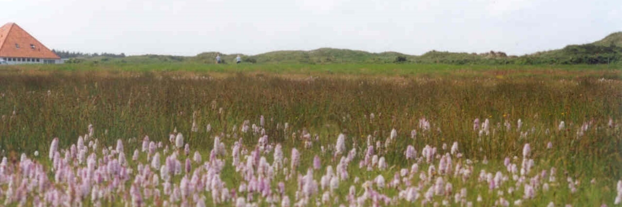Wildwachsende Orchideen in Het Aloo Foto Staatsbosheer