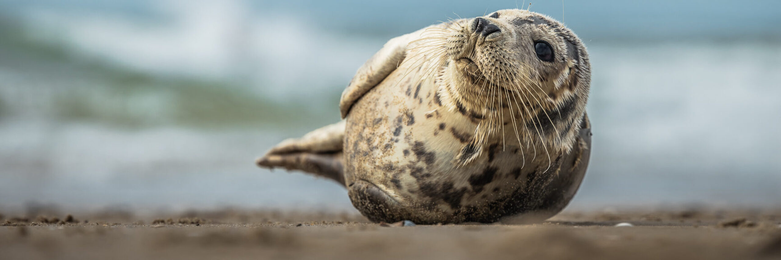 Zeehond (voor pagina hond en zeehond)