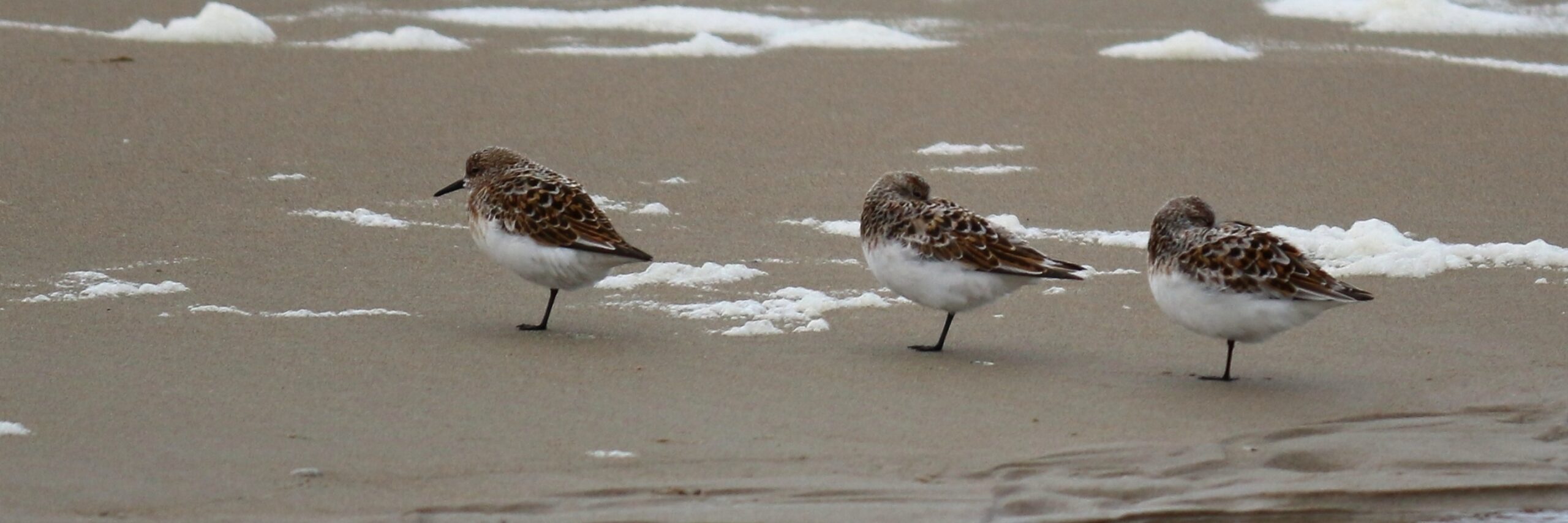 Strandlopers