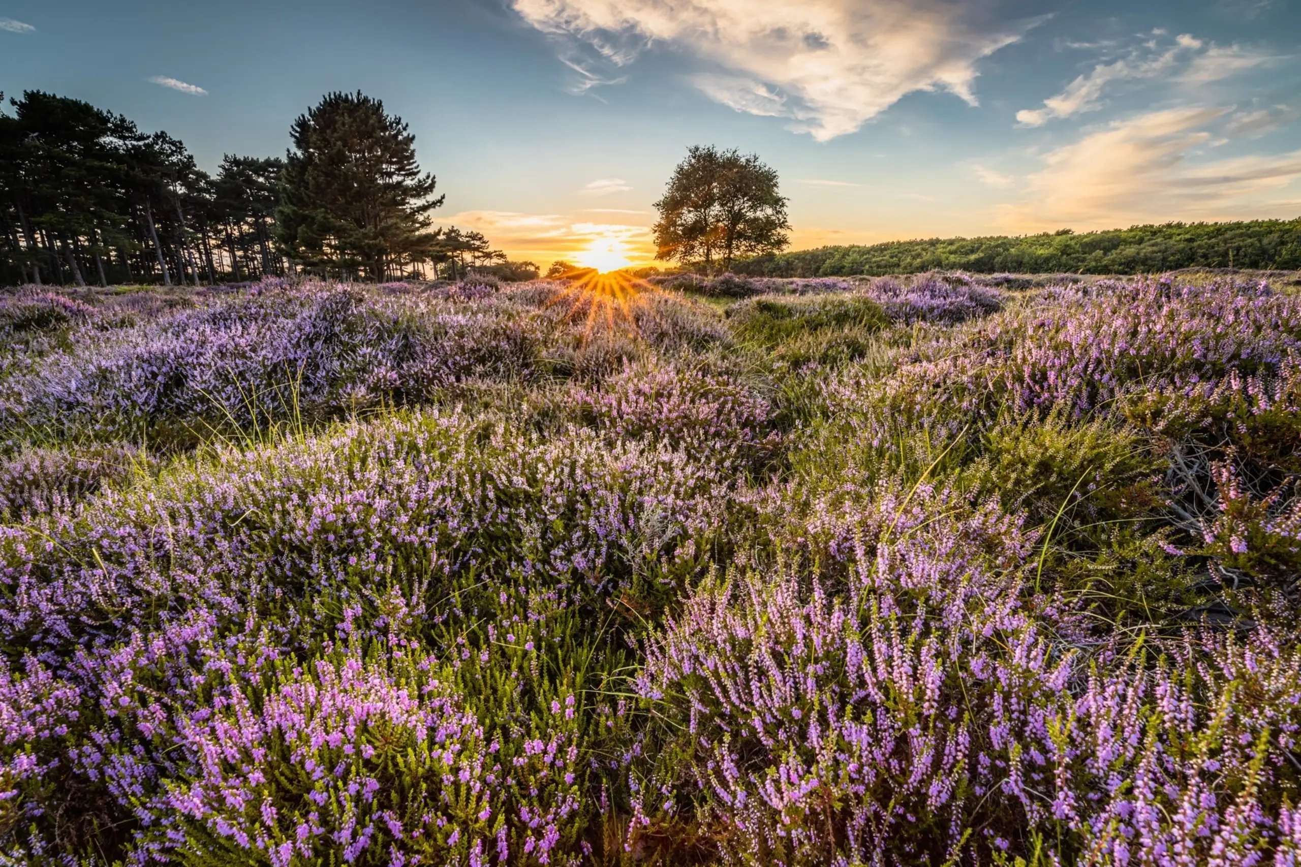 Heide bij zonsondergang