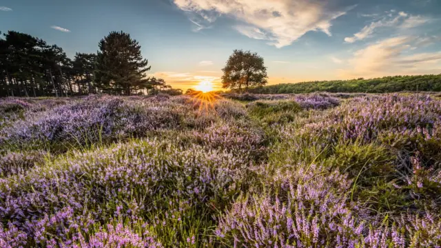 Heide bij zonsondergang