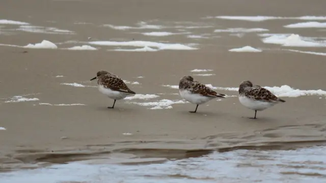 Strandlopers