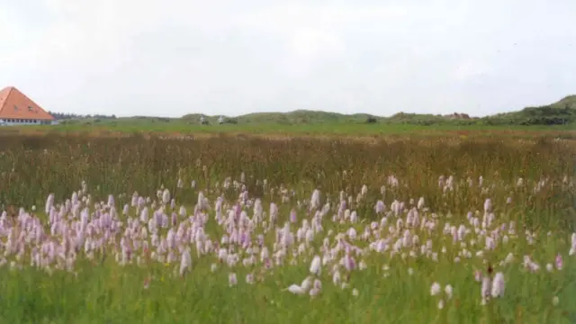 Wildwachsende Orchideen in Het Aloo Foto Staatsbosheer