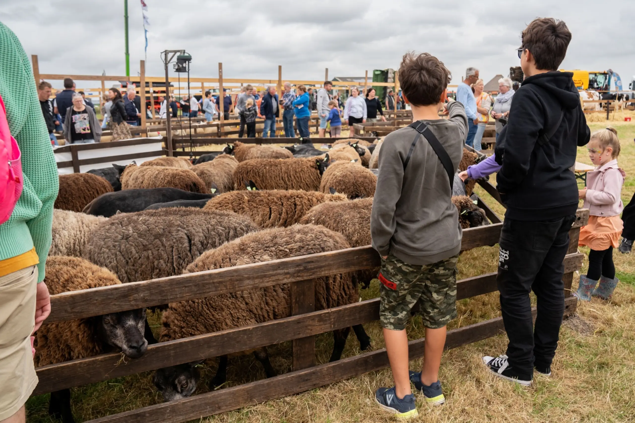 Schafe beim Landbouwdag