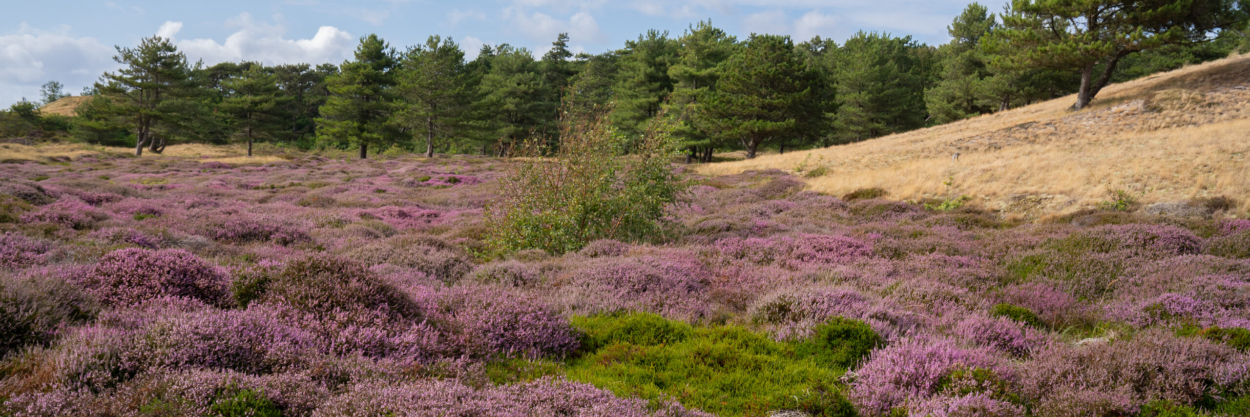 Paarse heide in de Bollekamer