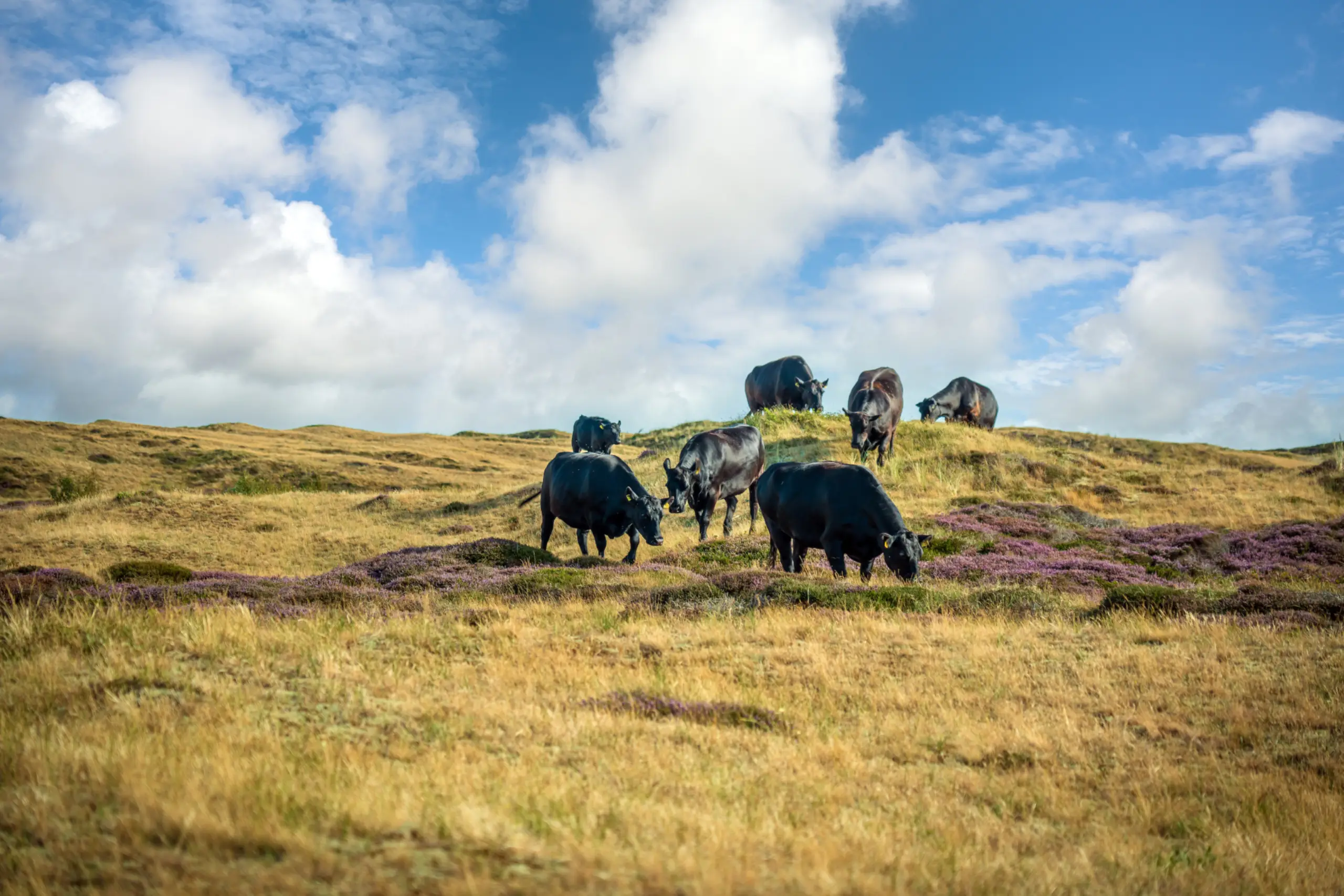 Black Angus runderen