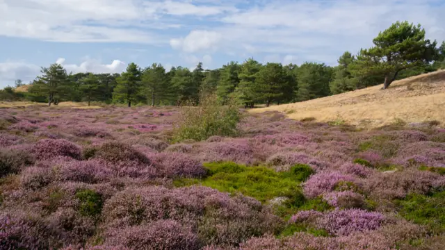 Paarse heide in de Bollekamer