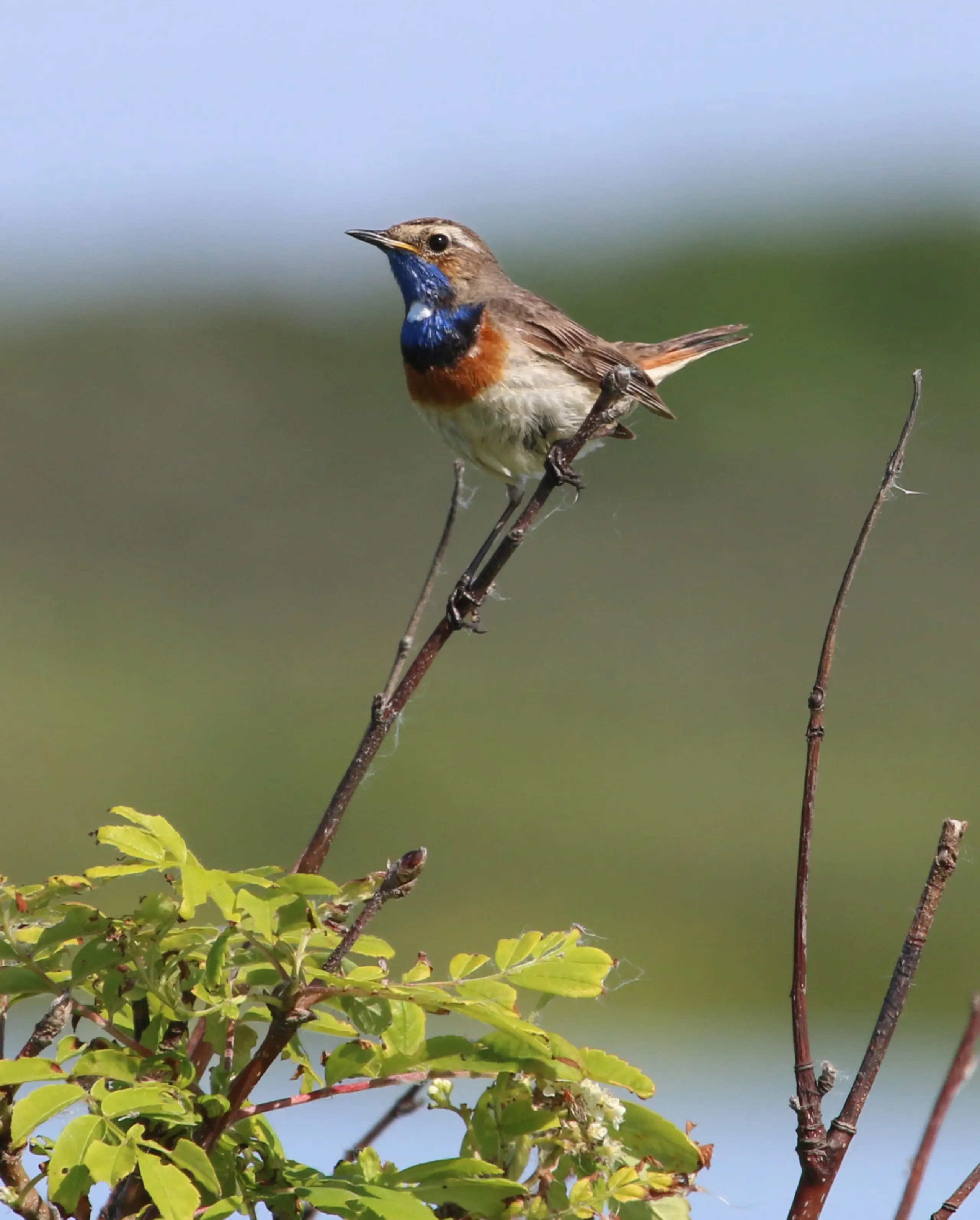 Blauwborst bij de Horsmeertjes