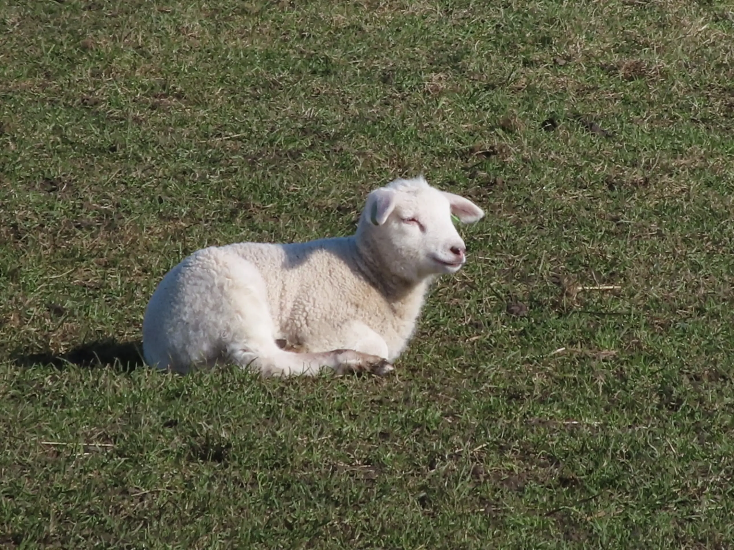 Lamm auf der Wiese